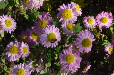 Chrysanthemum-Corinna.18-2.jpg