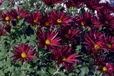 Chrysanthemum-dunkel-weinrot.18-1.jpg