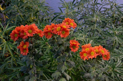 Chrysanthemum-terra.18-1.jpg