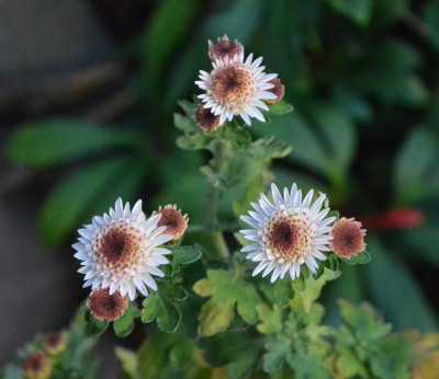 Chrysanthemum-Knöpfchen.1-81.jpg