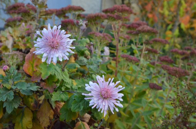 Chrysanthemum-Nebelrose.18-2.jpg