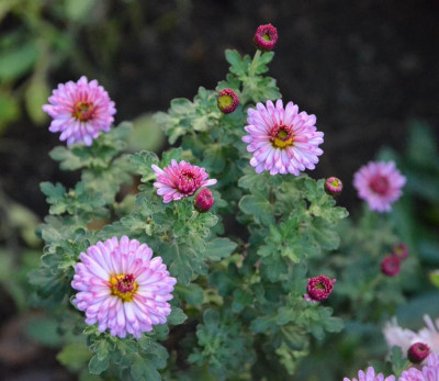Chrysanthemum-MeiKyu.18-1.jpg