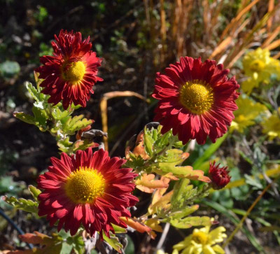 Chrysanthemum-unbekannt-rot.18-3.jpg