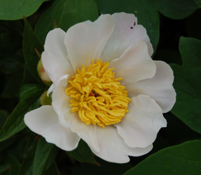 Shimane_Unterlage_K2_3496_95.jpg
