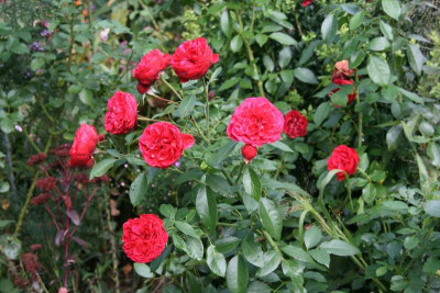 Rose Out of Rosenheim1518.JPG