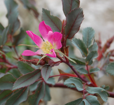 Rotblatt-Rose_T_3617_93.jpg