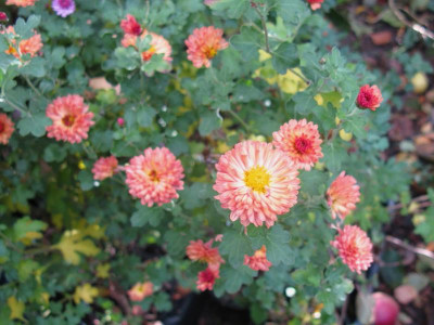 Herbstbrokat 081118.JPG