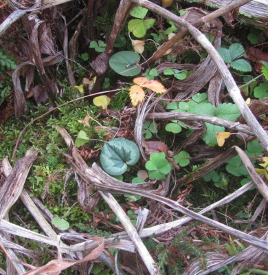 Cyclamen im Moor.jpg