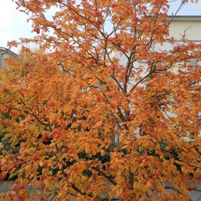 IMG_20181109_122717.jpg
