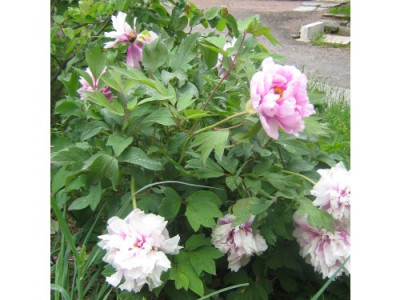 Strauchpaeonie_Habitus_9.05.07_017.jpg