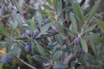 Oliven Nov 18 008.JPG
