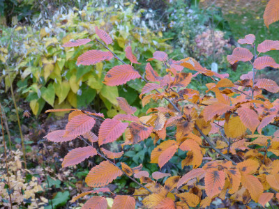 2018-11-09 Carpinus betulus 'Rockhampton Red' 2.jpg