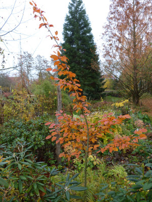 2018-11-09 Carpinus betulus 'Rockhampton Red'.jpg