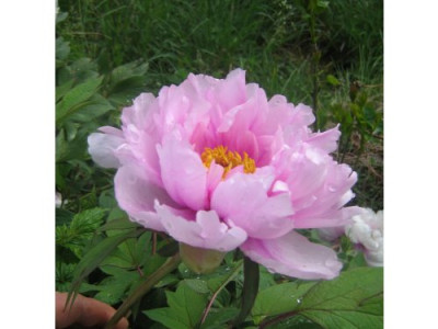 Strauchpaeonie_Blute9.05.07_054.jpg