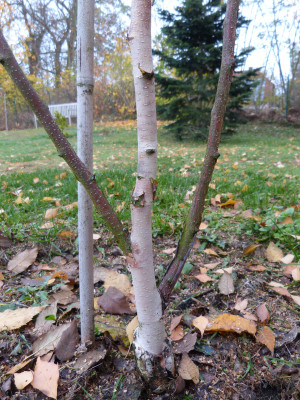 2018-11-09 Betula albosinensis 'Pink Champagne'.jpg