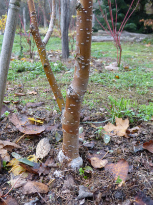 2018-11-09 Betula ermanii 'Mount Zao Purple'.jpg
