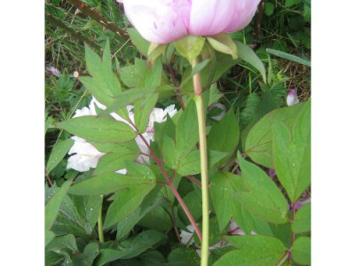 strauchpaeonie_Blatt_9.05.07_019.jpg
