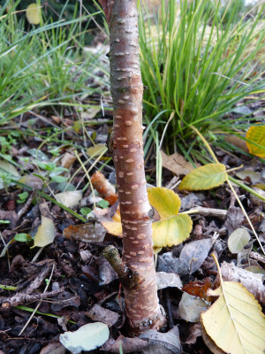 2018-11-09 Betula utilis 'Forest Blush'.jpg