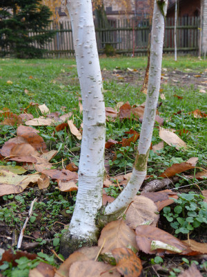 2018-11-09 Betula utilis 'Grayswood Ghost'.jpg