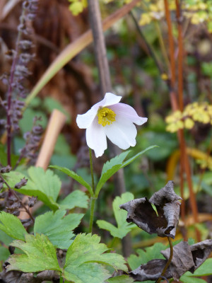 2018-11-09 Anemone 'Wild Swan' 1.jpg