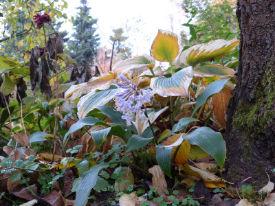 2018-11-09 Hosta tardiflora.jpg