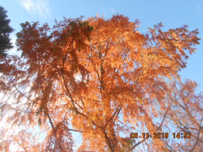 DSCN5386.jpg