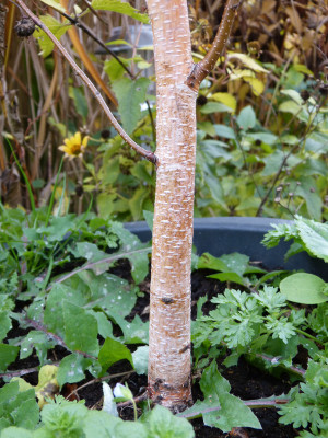 2018-11-09 Betula utilis.jpg