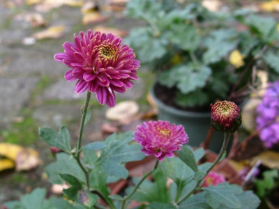 Anastasia Junge 081118.JPG