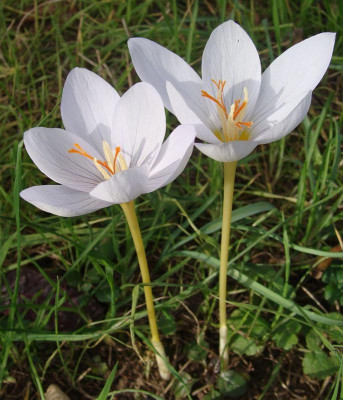 Crocus pulchellus Zephir3.jpg
