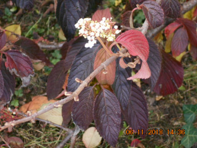 DSCN5293.jpg