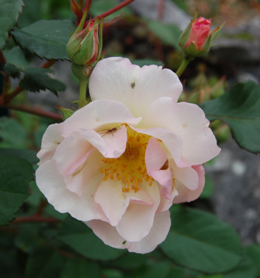 Penelope_S1_3557_95.jpg