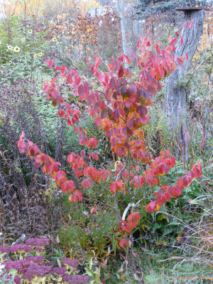 2018-11-09 Parrotia subaequalis.jpg