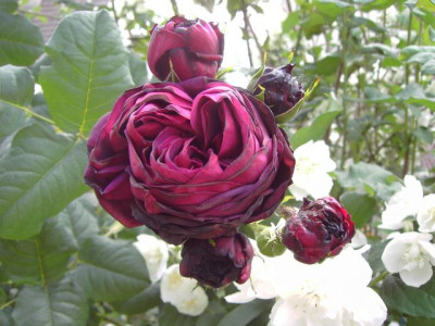 PICT2801.JPG