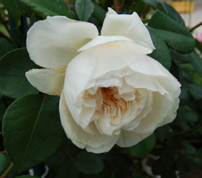 Sombreuil_Clg._T1_3546_95.jpg