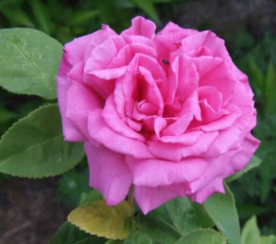 20070509_zephirine_drouhin.jpg