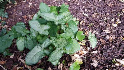 IMG-20181108-Arum_Monksilver_Sämlinge.jpg