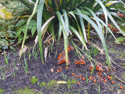 20181108_Iris_foetidissima_Sämlinge.jpg