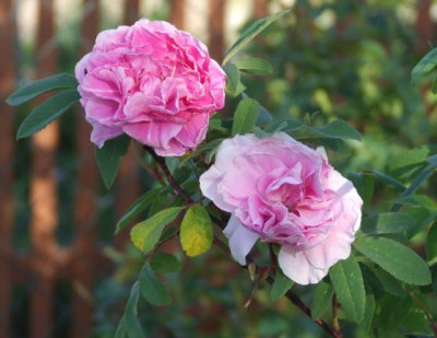20050503_rosa_x_rugotida.jpg