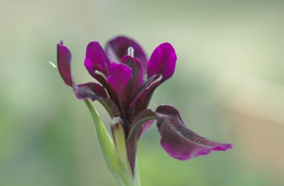 Iris_X_06-05-2007.jpg