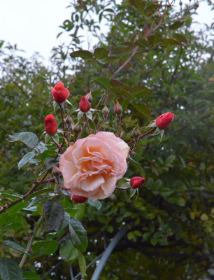 Rose-ScentedWhisper.18-6.jpg