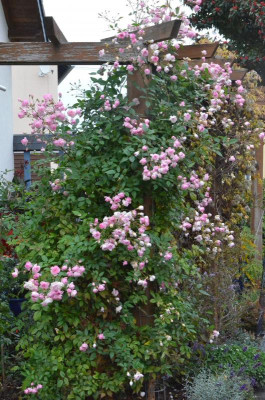 Rose-MozartsLady.18-9.jpg