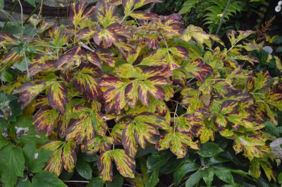 Paeonia-Mo Run Jue Lun.18-1.jpg