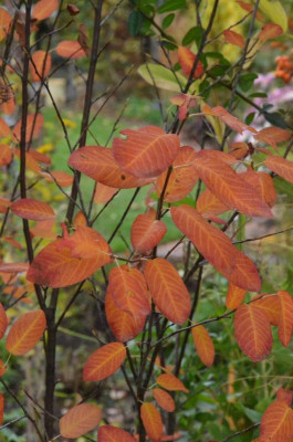 Amelanchier-RainbowPillar.18-2.jpg