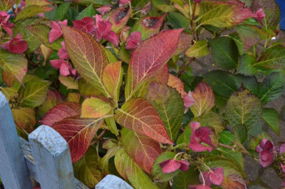 Hydrangea-DarkAngel.18-1.jpg