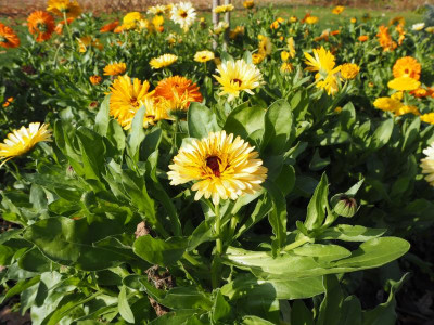 Ringelblumen 10.11.18 ue.JPG