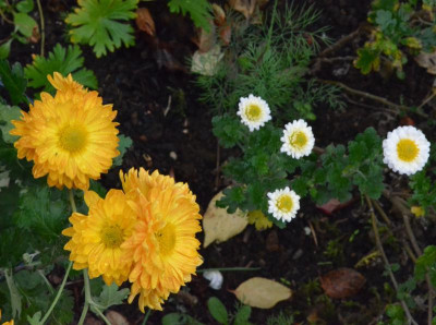 Chrysanthemum-Sämling-orange.18-3.jpg