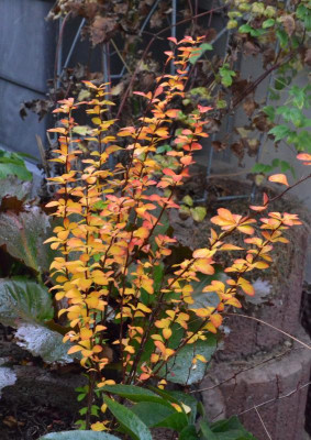 Berberis_thunbergii-Maria.18-1.jpg