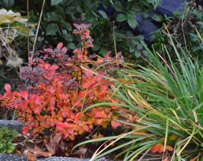 Berberis_atropurpurea-Nana.18-1.jpg