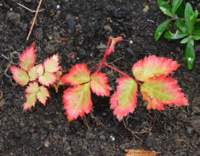 Astilbe-Sämling.18-6.jpg