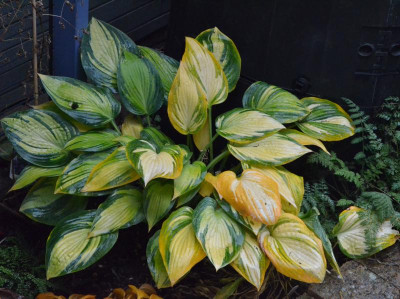 Hosta-RememberMe.18-3.jpg